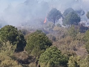 Alanya’da Ormanlık Alanda Yangın