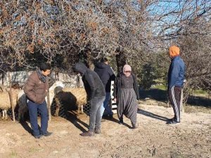 Mersin’de Köpekler, 1 Koyun Ve 4 Kuzuyu Telef Etti