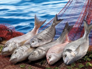 Su Ürünleri Ve Hayvansal Sektörü İhracatta 3,5 Milyar Doları Geçti