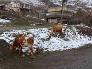 Batman’da Sığır Besicilerine Ücretsiz Suni Tohumlama Desteği