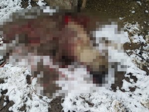 Hakkari’de Şehir Merkezine İnen Aç Kurtlar Köpeği Parçaladı