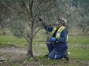 Taşınan Zeytin Ağaçları Meyve Vermeye Devam Ediyor