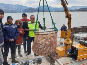 Avrupa’nın Alabalığı Bu Barajdan Gidiyor
