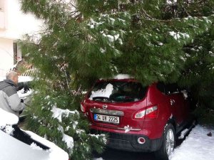 Maltepe’de Yoğun Kara Dayanamayan Ağaç, Park Halindeki 2 Aracın Üstüne Devrildi