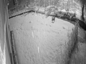 Giresun’da Aç Kalan Kurtlar Şehir Merkezine İndi