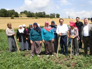 Çiftçilere 129 Bin Fidan 172 Bin Tohum Desteği Yapıldı