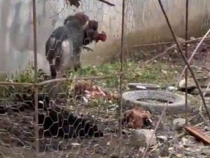 Hatay’da Sokak Köpeklerinin Kümese Saldırdığı Anlar Böyle Görüntülendi