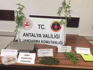 Antalya’da Uyuşturucu Yetiştirilen Evde 109 Kök Kenevir Bitkisi Ele Geçirildi