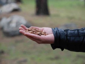 Kozak Yaylası’nda Çam Fıstığı Bekleyişi