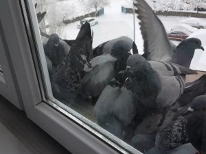 Bayburt Buz Kesti, Aç Kalan Güvercinler Pencerelerin Önüne Bırakılan Yemlere Akın Etti