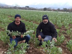 Bakla Hasadı Soğuk Hava Nedeniyle Gecikti
