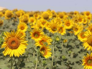 Fao’dan Dikkat Çeken Yağ Öngörüsü