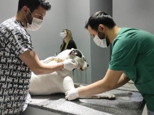 Kedi Ve Köpekler Yılsonuna Kadar Kayıt Altına Alınıyor