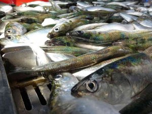 Yağıyla Mangal Söndüren Balık Tirsi