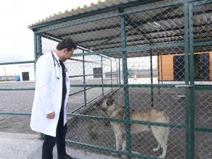 Can Dostlara Şifa Dağıtıyorlar