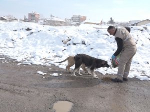 Yeşilyurt’ta Karda Sokak Hayvanları Unutulmadı