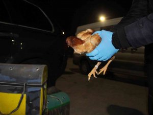 Kapıkule’de Kaçak Dövüş Horozları Yakalandı