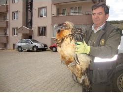 Bilecik’de Yaralı Halde Bulunan ‘sakallı Akbaba’ Koruma Altına Alındı