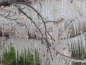 Mersin’de Kayısı Bahçelerini Don Vurdu