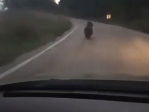 Köye İnen Ayıyı Otomobille Kovaladılar