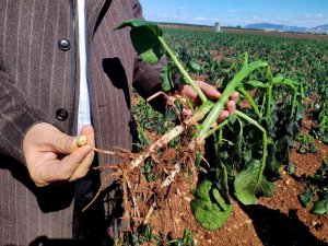 Turfanda Patatesi Don Vurdu