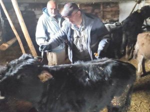 Emet’te ’’Şap’’ Aşısı Ve Küpeleme Çalışmaları