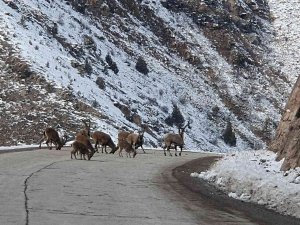 Yaban Keçileri Gümüşhane Dağlarını Sevdi