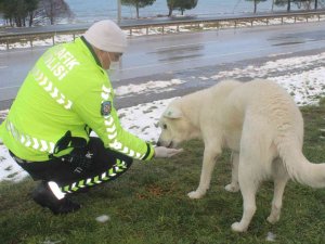 Sokak Hayvanlarını Elleriyle Beslediler
