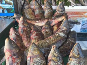 Tatlı Sularda Avlanma Yasağı Başladı