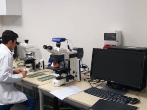 Subü’nün Çalışmalarıyla Fındıkta Tozlanma Meselesi Çözülecek