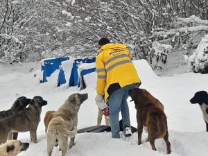 Sokaktaki Canlar Aç Kalmıyor