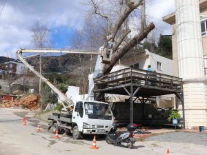 Alanya Belediyesi Doğa Mirası Ağaçları Unutmadı