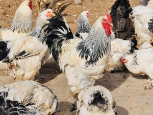 Ders Yapmak İçin Ürettiler, Okul Bahçesini Çiftliğe Dönüştürdüler