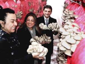 Kadın Girişimci Yılda 150 Ton Mantar Üretiyor