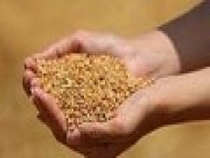 Edirne’de Buğday 5 Lira 411 Kuruş Oldu