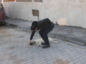 Kilis’te Vicdansız Sürücü Köpeği Ezerek Kaçtı
