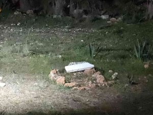 Antalya’da Ormanlık Alan İçindeki Mezar Polisi Alarma Geçirdi
