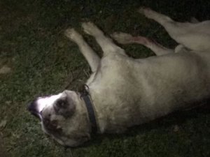 Eski Muhtarın Tüfekle Köpekleri Vurduğu İddiası