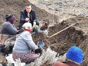 Dinar’da Lavanta Fidan Dikimi Başladı