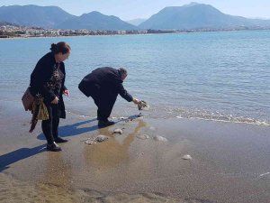 Alanya’da Sahile Vuran Deniz Analarını Kurtarma Mücadelesi