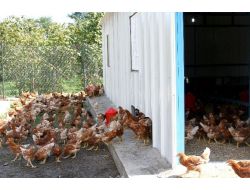 ‘yumurta Tavukçuluğu’na Büyük İlgi