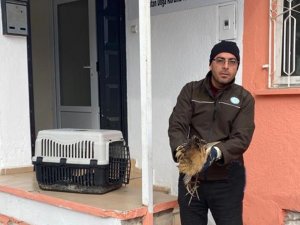 Nesli Tükenmekte Olan Yaralı Hint Balıkçıl Kuşu Koruma Altına Alındı