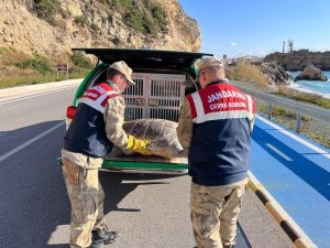 Hatay’da Yaralı Caretta Caretta Bulundu