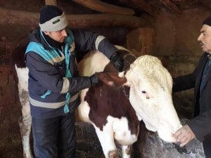 Kütahya’da Büyükbaş Hayvanlara Aşı Ve Buzağı Küpeleme İşlemleri