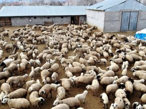 Erzincan’da Küçükbaş Hayvan Varlığı Yarım Milyonu Aştı