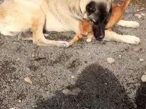 Kangal İle Kedinin Dostluğu İnsanlığa Örnek Oluyor