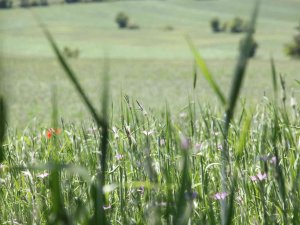 Samsun’un Kaba Yem İhtiyacı 1,2 Milyon Ton