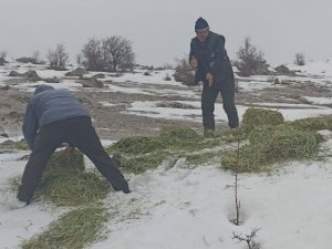 Tunceli’de Yaban Hayvanları İçin Doğaya Yem Bırakıldı
