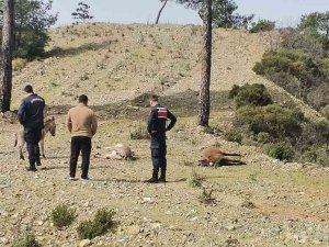 Marmaris’te Başıboş Eşekler Tüfekle Vurulmuş Halde Bulundu