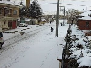 8 Yaşındaki Çocuğa Köpek Saldırısı Kamerada